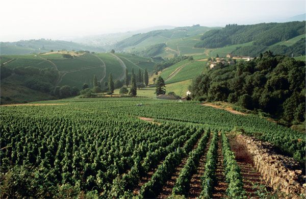 vignes-en-beaujolais vignes-en-beaujolais
