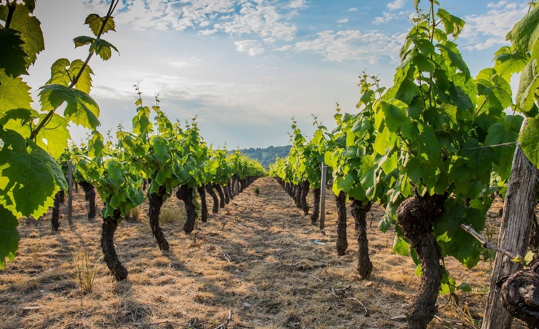 vignes du beaujolais